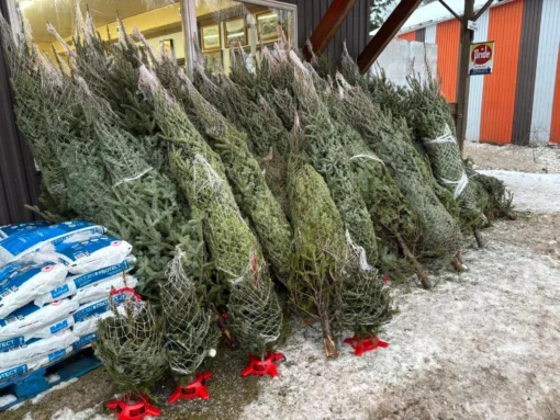 buy Christmas tree pallets Australia wholesale — image 7
